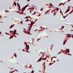 Esoteric Bumper Stickers - Flock of Birds Bumper Sticker